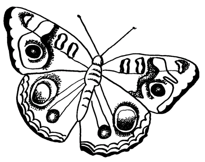Fjärilar 14