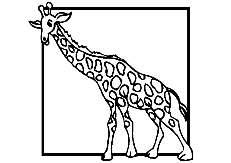 Giraffer 7