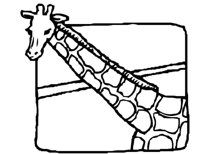 Giraffer 10
