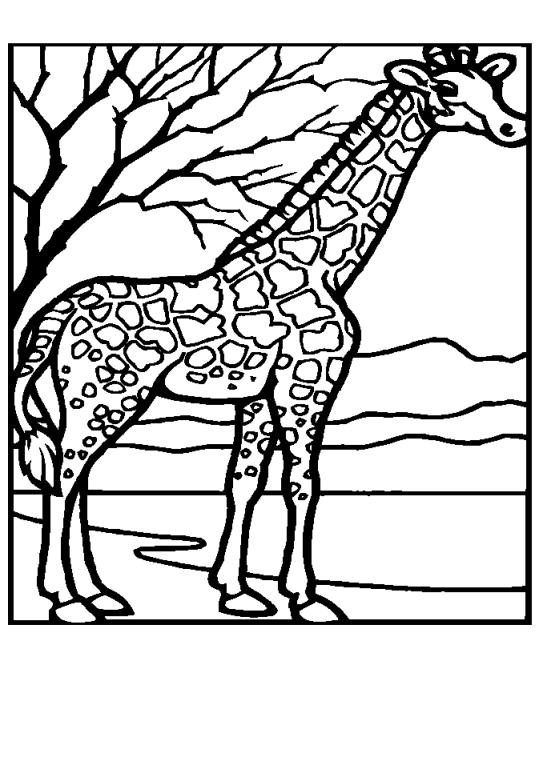 Giraffer 11