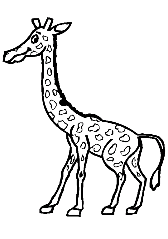 Giraffer 12