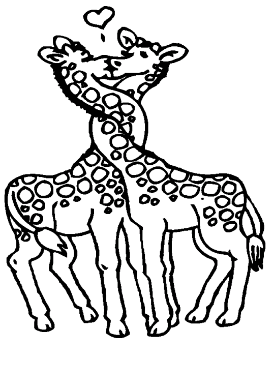 Giraffer 13