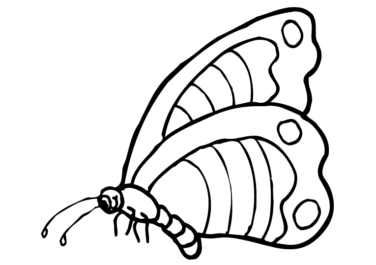 Fjärilar 24