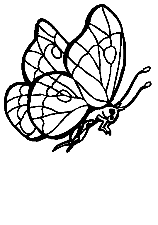 Fjärilar 28