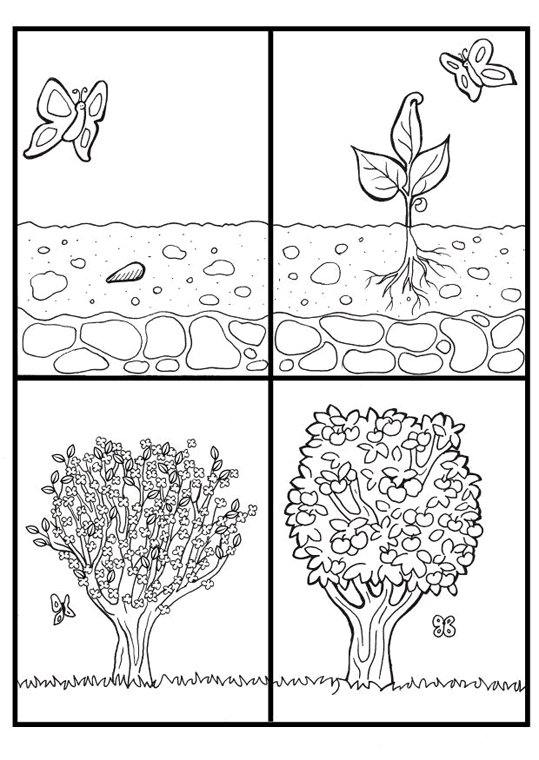Växter 7