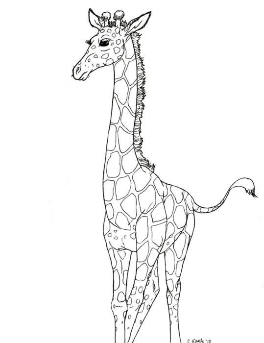 Giraffer 14