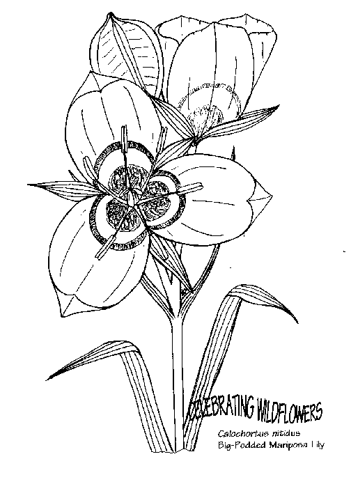 Blommor 35