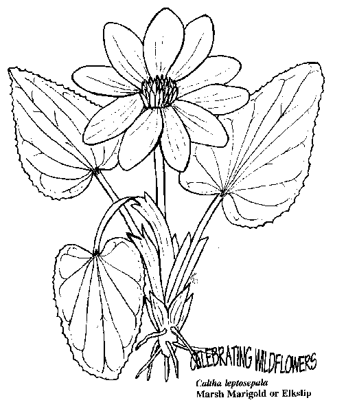 Blommor 36