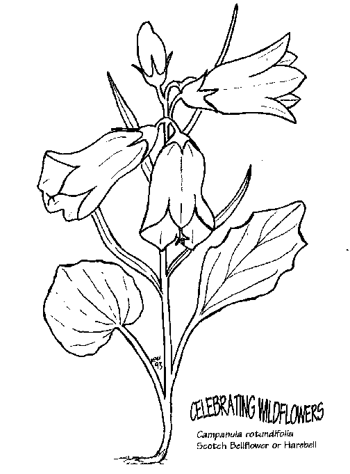 Blommor 37