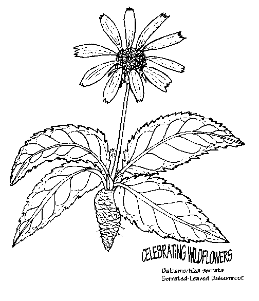 Blommor 39