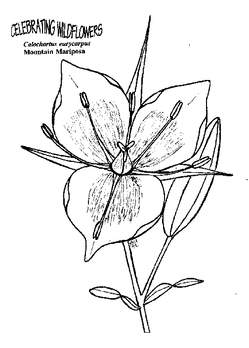 Blommor 40