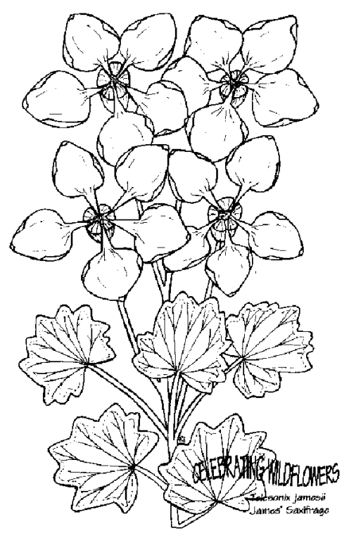 Blommor 41