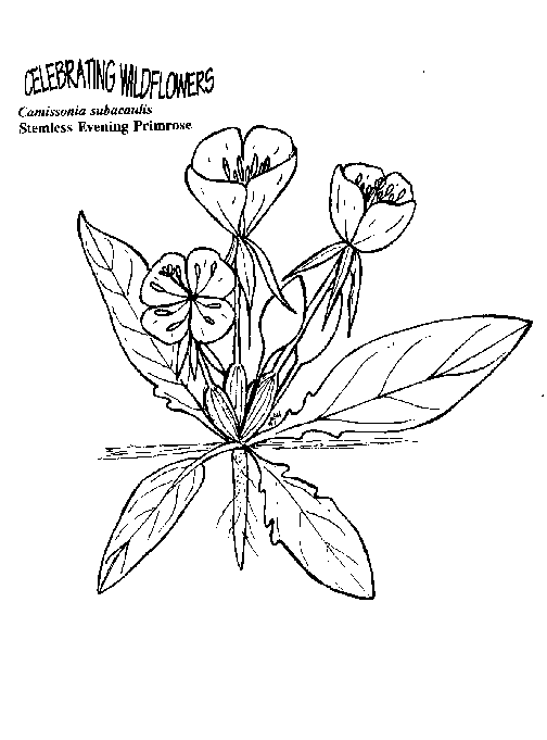 Blommor 43