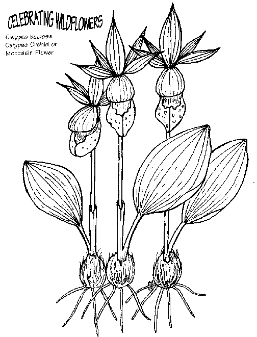Blommor 44