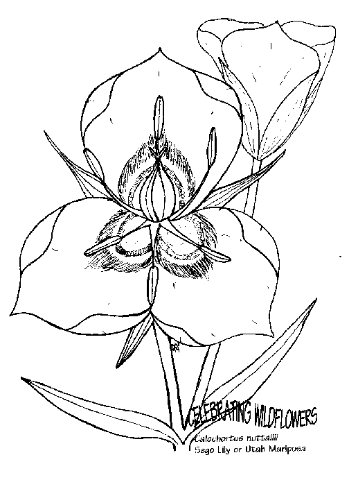 Blommor 49