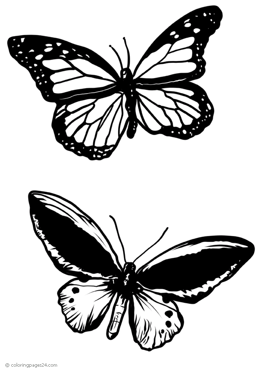 Fjärilar 35