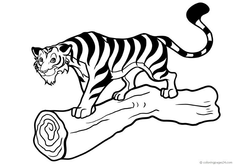 Tigrar 6