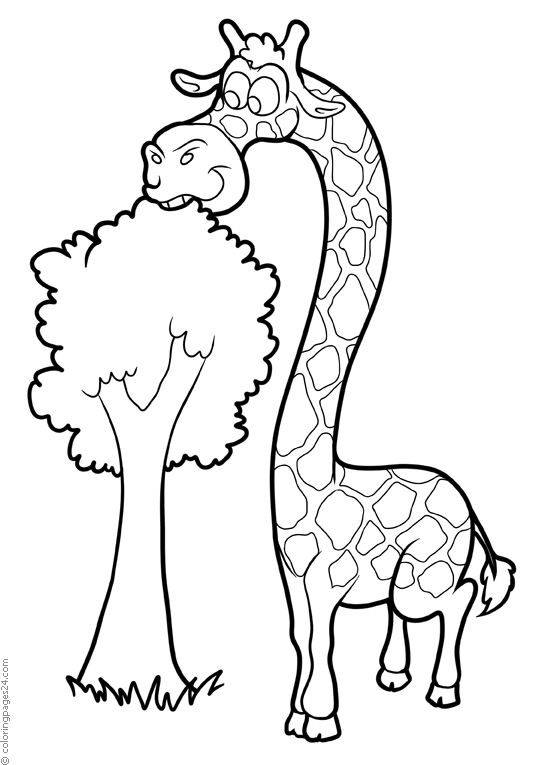 Giraffer 19