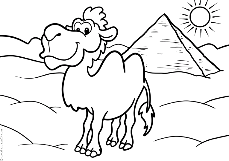 En kamel i den stekheta öknen. I bakgrunden en pyramid