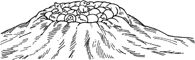 Dinosaurier 15