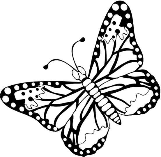 Fjärilar 17