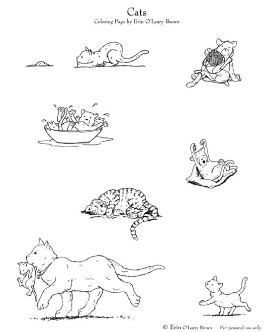 Katter 61