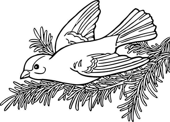 Fåglar 14