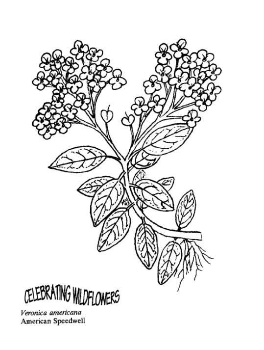 Blommor 34