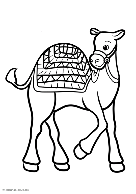Kameler 6