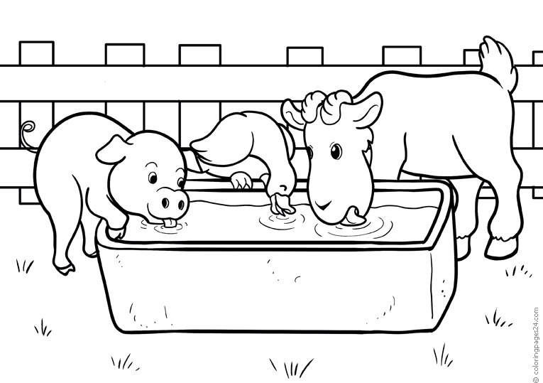 En gris, en går och en ko dricker vattten tillsammans