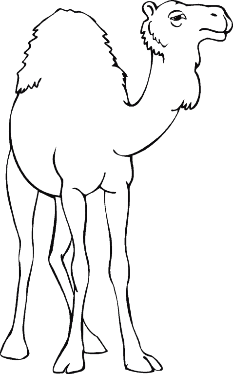 Kameler 1