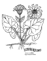 Blommor - 24