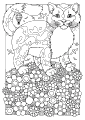 Katter - 59
